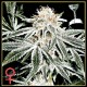 WHITE WIDOW * GREEN HOUSE FEMINIZED 10 SEMI 