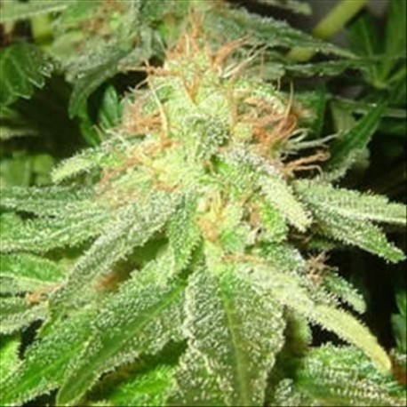 WHITE WIDOW * HOMEGROWN FANTASEEDS FEM 5 SEMI 