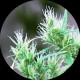 CBD HAZE AUTO NON FEMMINIZZATO* TOP TAO SEEDS 10 SEMI REG