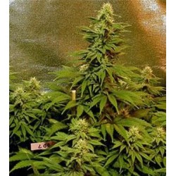 DOUBLE DUTCH * SERIOUS SEEDS 6 SEMI FEM 