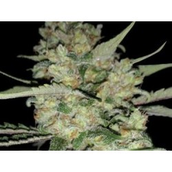 CRITICAL * EXCLUSIVE SEEDS 1 SEME FEM 