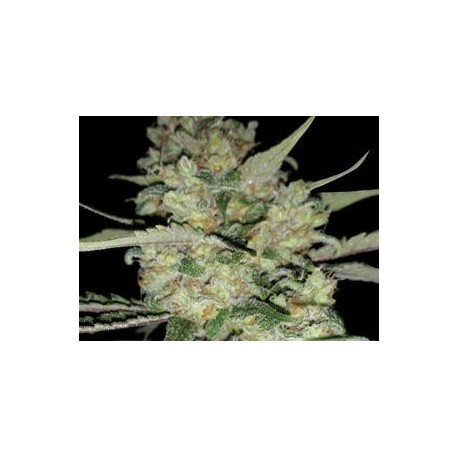 CRITICAL * EXCLUSIVE SEEDS 1 SEME FEM 