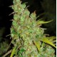 1024 * MEDICAL SEEDS FEM 10 SEMI 