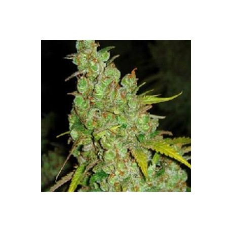 1024 * MEDICAL SEEDS FEM 10 SEMI 