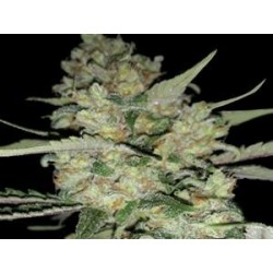 AUTO CRITICAL * EXCLUSIVE SEEDS 3 SEMI FEM 