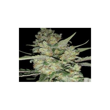 AUTO CRITICAL * EXCLUSIVE SEEDS 3 SEMI FEM 