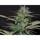 AUTO BILBERRY * EXCLUSIVE SEEDS 1 SEME FEM 