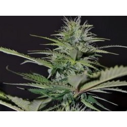 AUTO BILBERRY * EXCLUSIVE SEEDS 1 SEME FEM 