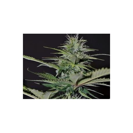 AUTO BILBERRY * EXCLUSIVE SEEDS 1 SEME FEM 