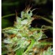 2046 * MEDICAL SEEDS FEM 10 SEMI 