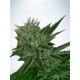 AUTO NORTHERN LIGHTS * MINISTRY SEEDS 2 SEMI FEM 