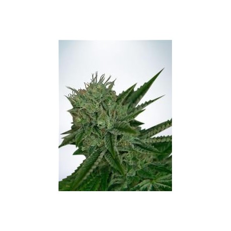 AUTO NORTHERN LIGHTS * MINISTRY SEEDS 2 SEMI FEM 