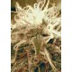 AMAZING AUTO * ABSOLUTE CANNABIS SEEDS 3 SEMI FEM