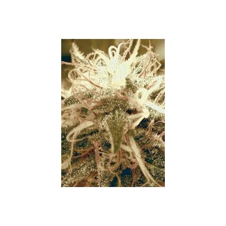 AMAZING AUTO * ABSOLUTE CANNABIS SEEDS 3 SEMI FEM