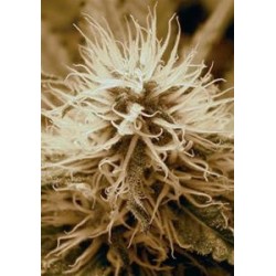 RADICAL AUTO * ABSOLUTE CANNABIS SEEDS 1 SEME FEM