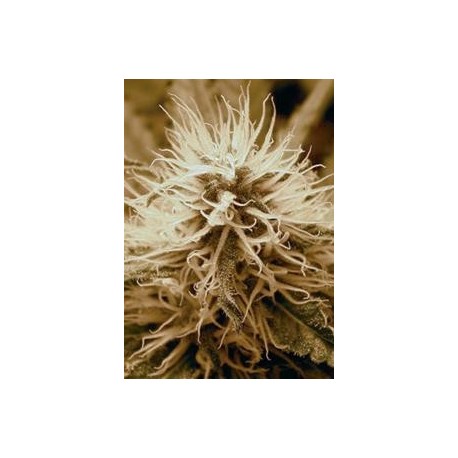 RADICAL AUTO * ABSOLUTE CANNABIS SEEDS 1 SEME FEM