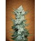 TANGIE MATIC * FAST BUDS SEEDS 3 SEMI FEM 