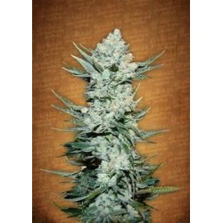 TANGIE MATIC * FAST BUDS SEEDS 3 SEMI FEM 