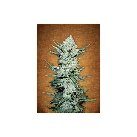 TANGIE MATIC * FAST BUDS SEEDS 10 SEMI FEM 