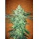 STARDAWG * FAST BUDS SEEDS 3 SEMI FEM 