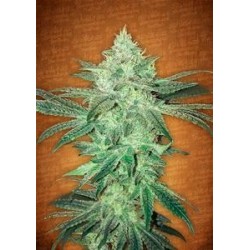 STARDAWG * FAST BUDS SEEDS 3 SEMI FEM 