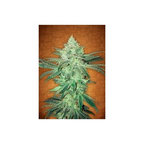 STARDAWG * FAST BUDS SEEDS 3 SEMI FEM 