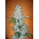 GORILLA GLUE AUTO * FAST BUDS SEEDS 5 SEMI FEM 