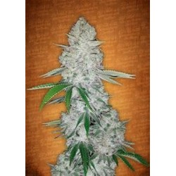 GORILLA GLUE AUTO * FAST BUDS SEEDS 5 SEMI FEM 