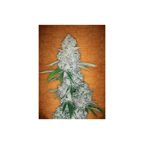 GORILLA GLUE AUTO * FAST BUDS SEEDS 5 SEMI FEM 