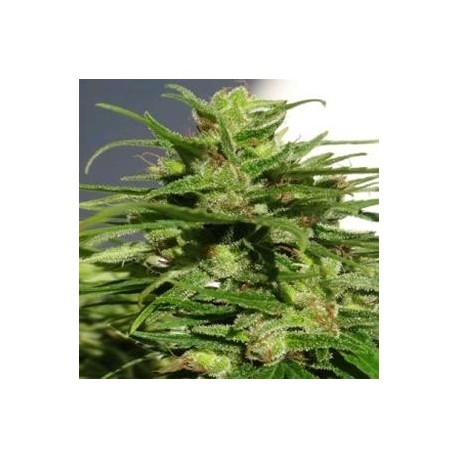 ETHIOPIA * ACE SEEDS 5 SEMI REG