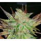 PROZACK * MEDICAL SEEDS FEM 10 SEMI 