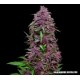 PURPLE MAZAR AUTO *KALASHNIKOV SEEDS 3 SEMI FEM 