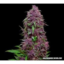 PURPLE MAZAR AUTO *KALASHNIKOV SEEDS 3 SEMI FEM 