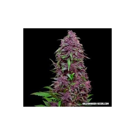 PURPLE MAZAR AUTO *KALASHNIKOV SEEDS 3 SEMI FEM 