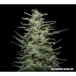 AMNESIA MOLOTOV *KALASHNIKOV SEEDS 3 SEMI FEM 