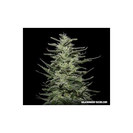 AMNESIA MOLOTOV *KALASHNIKOV SEEDS 3 SEMI FEM 