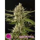 LEMON OG CANDY*CLASSIC LINE PHILOSOPHER SEEDS 5 SEMI FEM