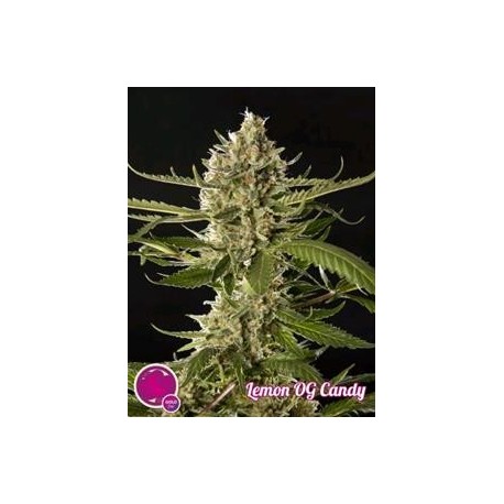 LEMON OG CANDY*CLASSIC LINE PHILOSOPHER SEEDS 5 SEMI FEM