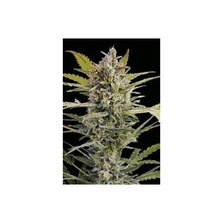 CRITICAL + 2.0 AUTO * DINAFEM SEEDS 25 SEMI FEM