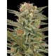 ORIGINAL AMNESIA * DINAFEM SEEDS 25 SEMI FEM 