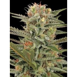 ORIGINAL AMNESIA * DINAFEM SEEDS 25 SEMI FEM 