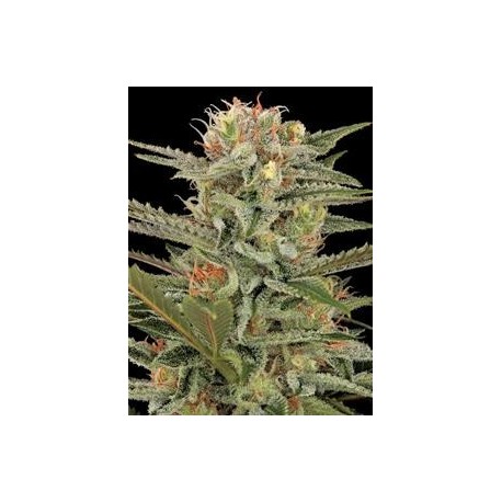 ORIGINAL AMNESIA * DINAFEM SEEDS 25 SEMI FEM 