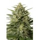 WHITE WIDOW XXL AUTOFLOWERING * DINAFEM SEEDS 25 SEMI FEM 