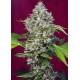 SAN FERNANDO LEMON KUSH® * SWEET SEEDS 3 SEMI FEM 