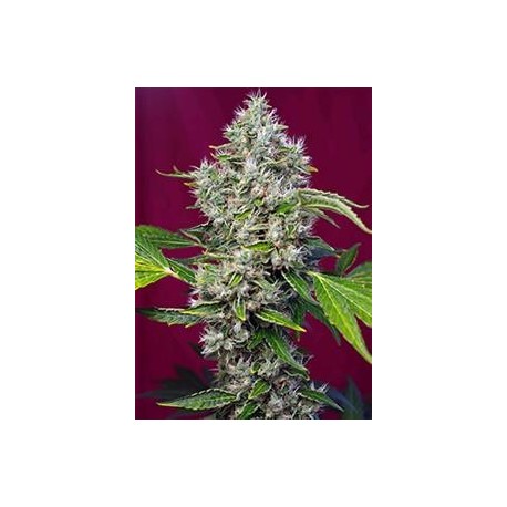 SAN FERNANDO LEMON KUSH® * SWEET SEEDS 3 SEMI FEM 