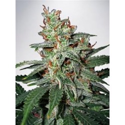 CARNIVAL * MINISTRY SEEDS 5 SEMI FEM