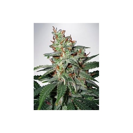 CARNIVAL * MINISTRY SEEDS 5 SEMI FEM