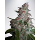 NORTHERN LIGHTS MOC * MINISTRY SEEDS 5 SEMI FEM