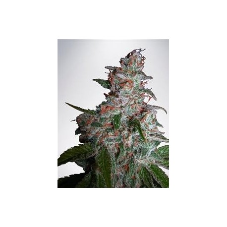 NORTHERN LIGHTS MOC * MINISTRY SEEDS 5 SEMI FEM