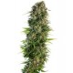 HINDU KUSH® * SENSI SEEDS 3 SEMI FEM